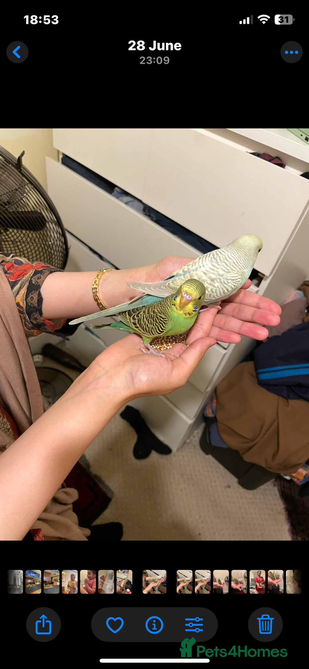 Budgerigars birds for sale: 2 Hand tamed budgies + cage  - Image 2