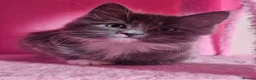 Mixed Breed cats for sale: 2 lovely kittens for sale - ready now! - Advert 7