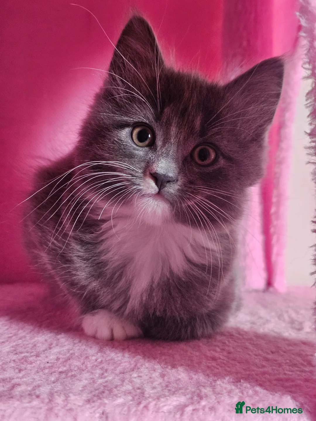 Mixed Breed cats for sale: 2 lovely kittens for sale - ready now! - Advert 7