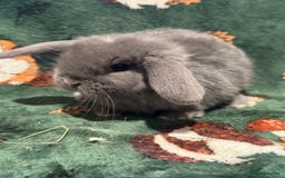 Mini Lop rabbits for sale: Beautiful Baby Mini Lops Ready Now  - Image 3