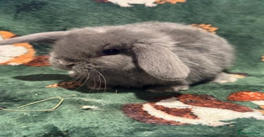 Mini Lop rabbits - Advert 2