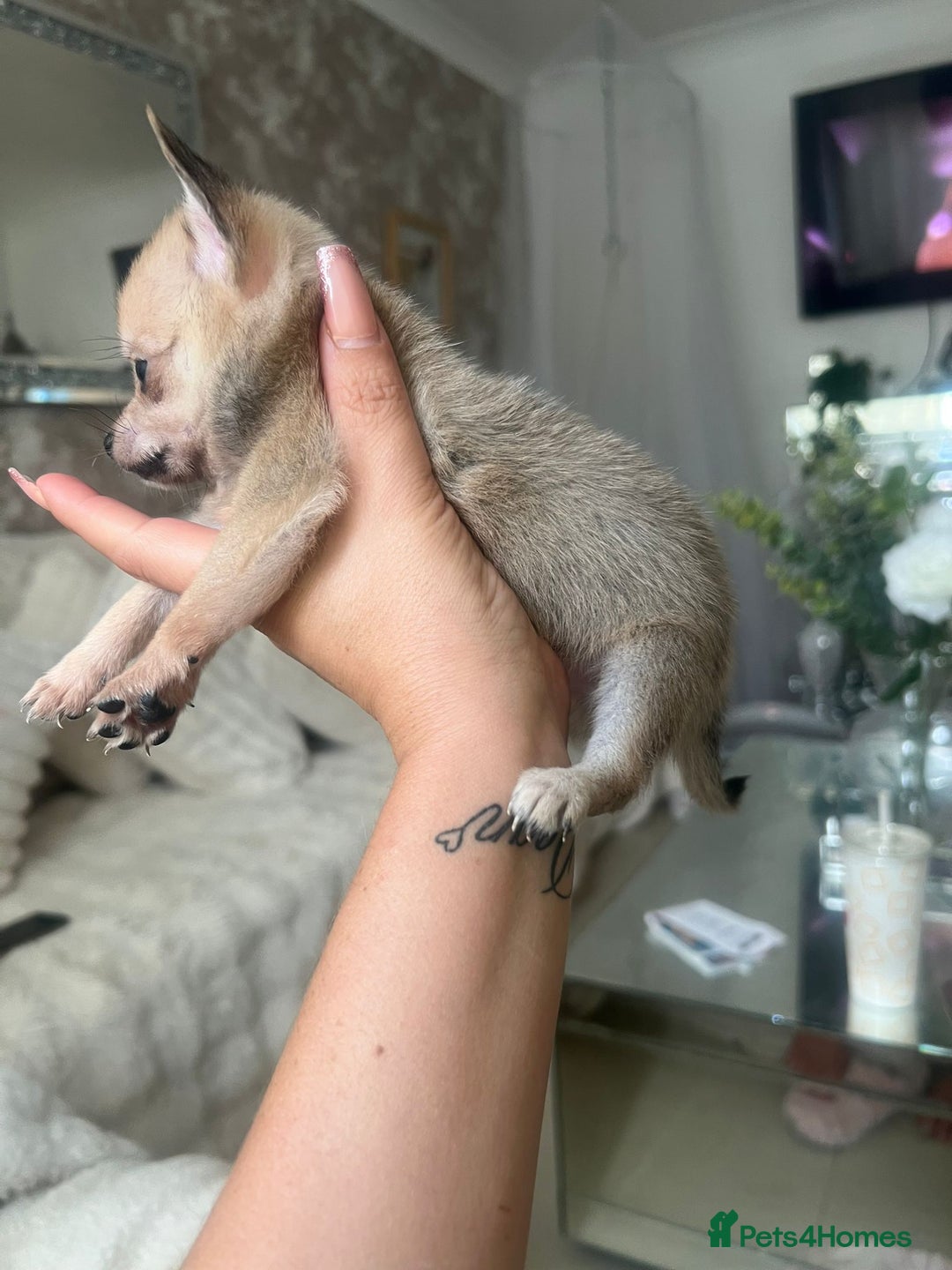 Pomchi dogs for sale: 5 beautiful xs pomchi (open to offers) - Image 10