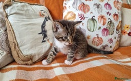 Mixed Breed cats for sale: Gorgeous Large Maine Coon Cross Kittens - Image 17