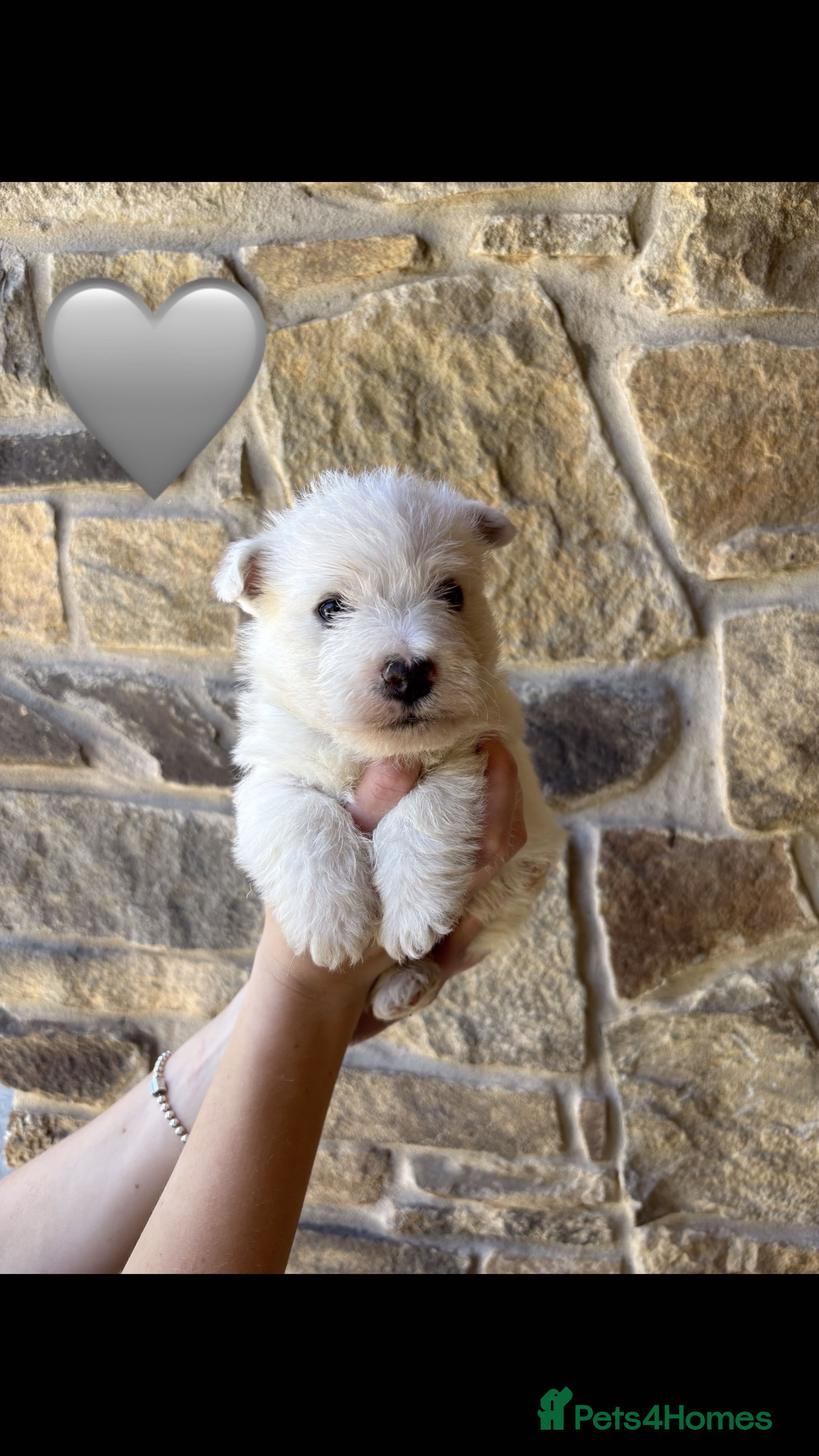 West Highland Terrier dogs 5 Gorgeous KC Registered West Highland Terriers - Advert 2