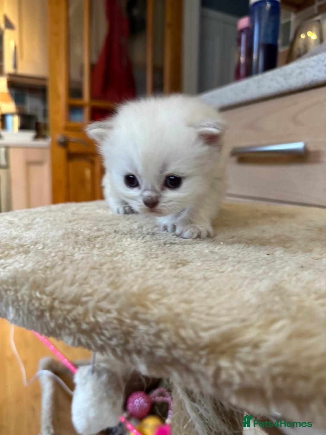 Persian cats for sale: 2 stunning pure pedigree Persian chinchilla kitten - Image 10