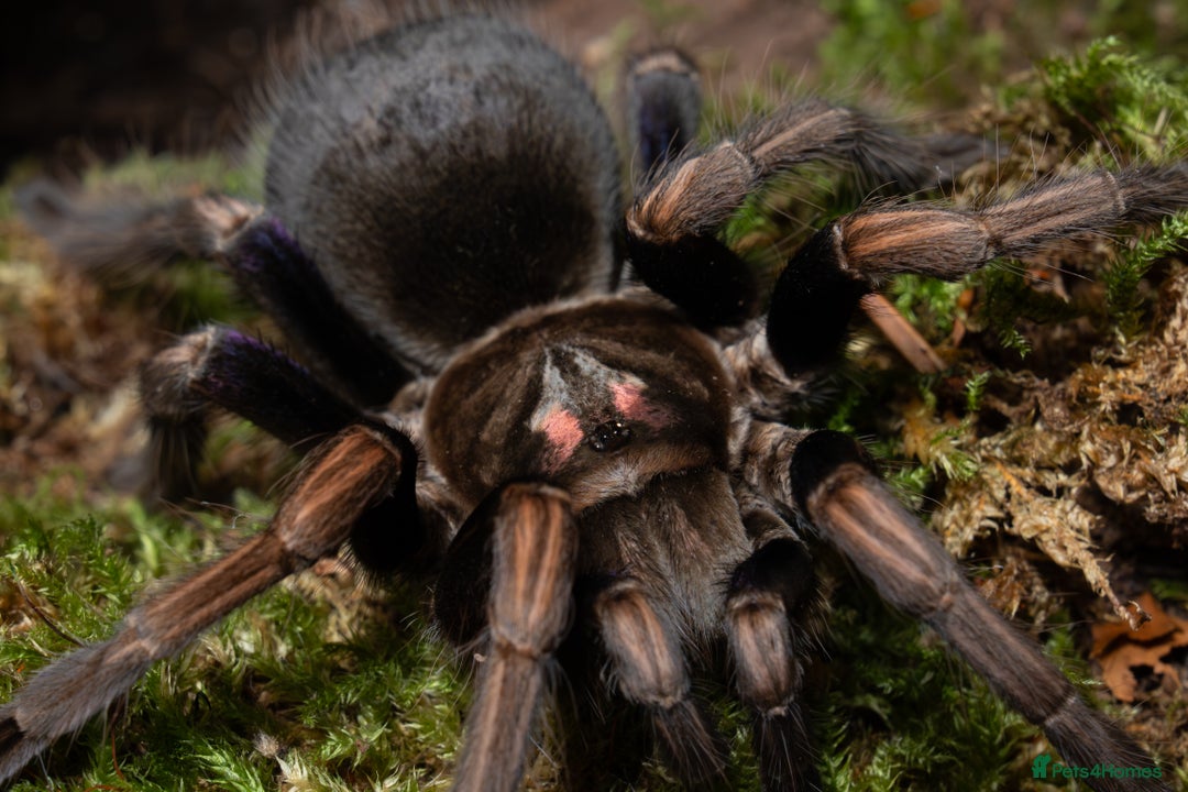 Tarantulas invertebrates for sale: tarantula collection for sale - Advert 3