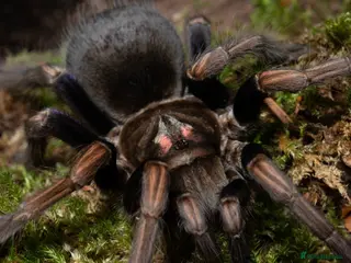 Tarantulas invertebrates tarantula collection for sale - Advert 19