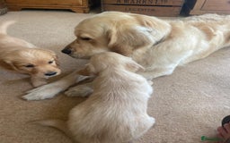 Golden Retriever dogs for sale: Golden Retriever Puppies – Family Raised - Image 12