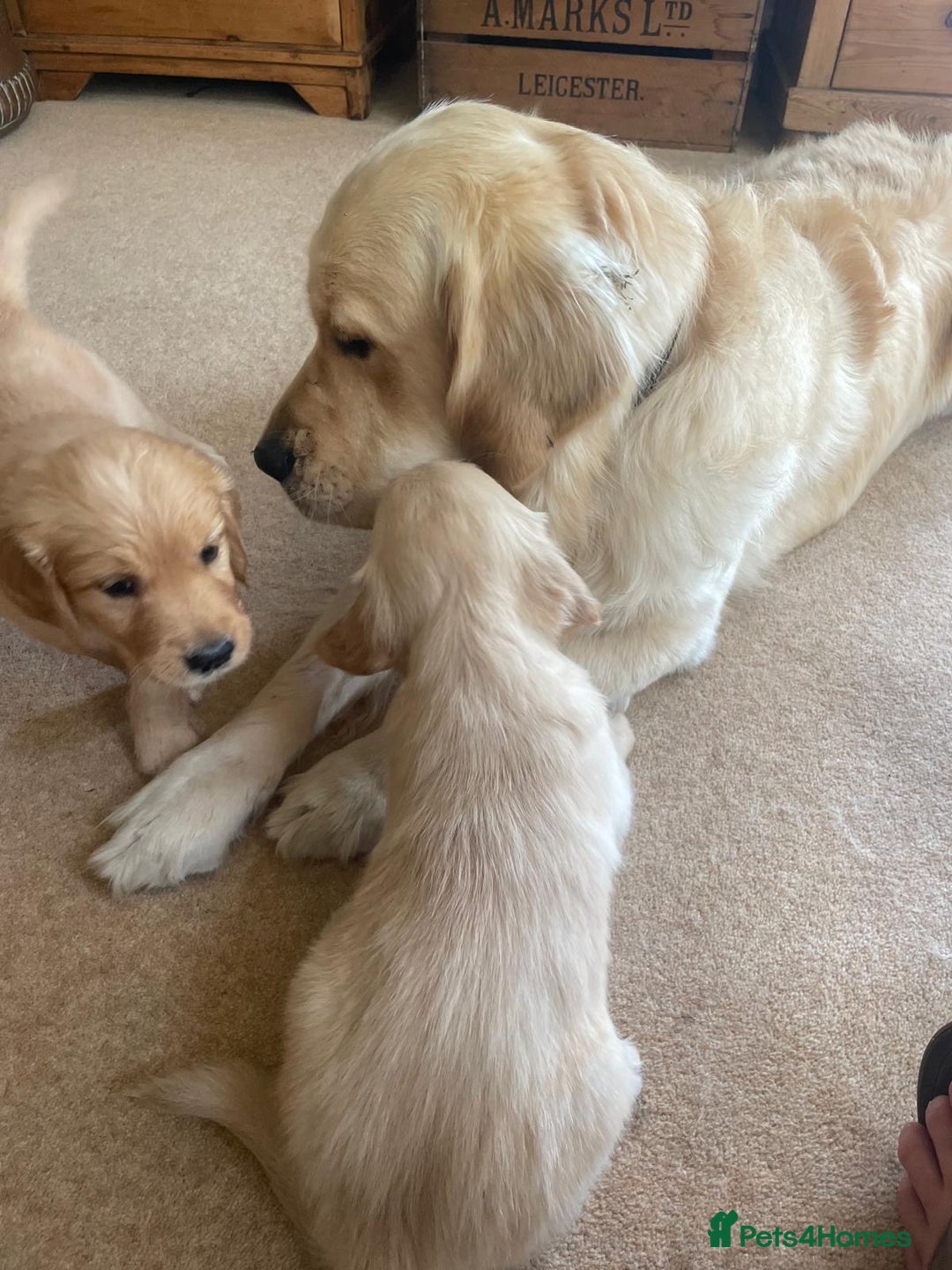 Golden Retriever dogs for sale: Golden Retriever Puppies – Family Raised - Image 12