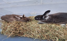Netherland Dwarf rabbits for sale: Baby Netherland dwarf rabbits for sale £50 each  - Advert 3