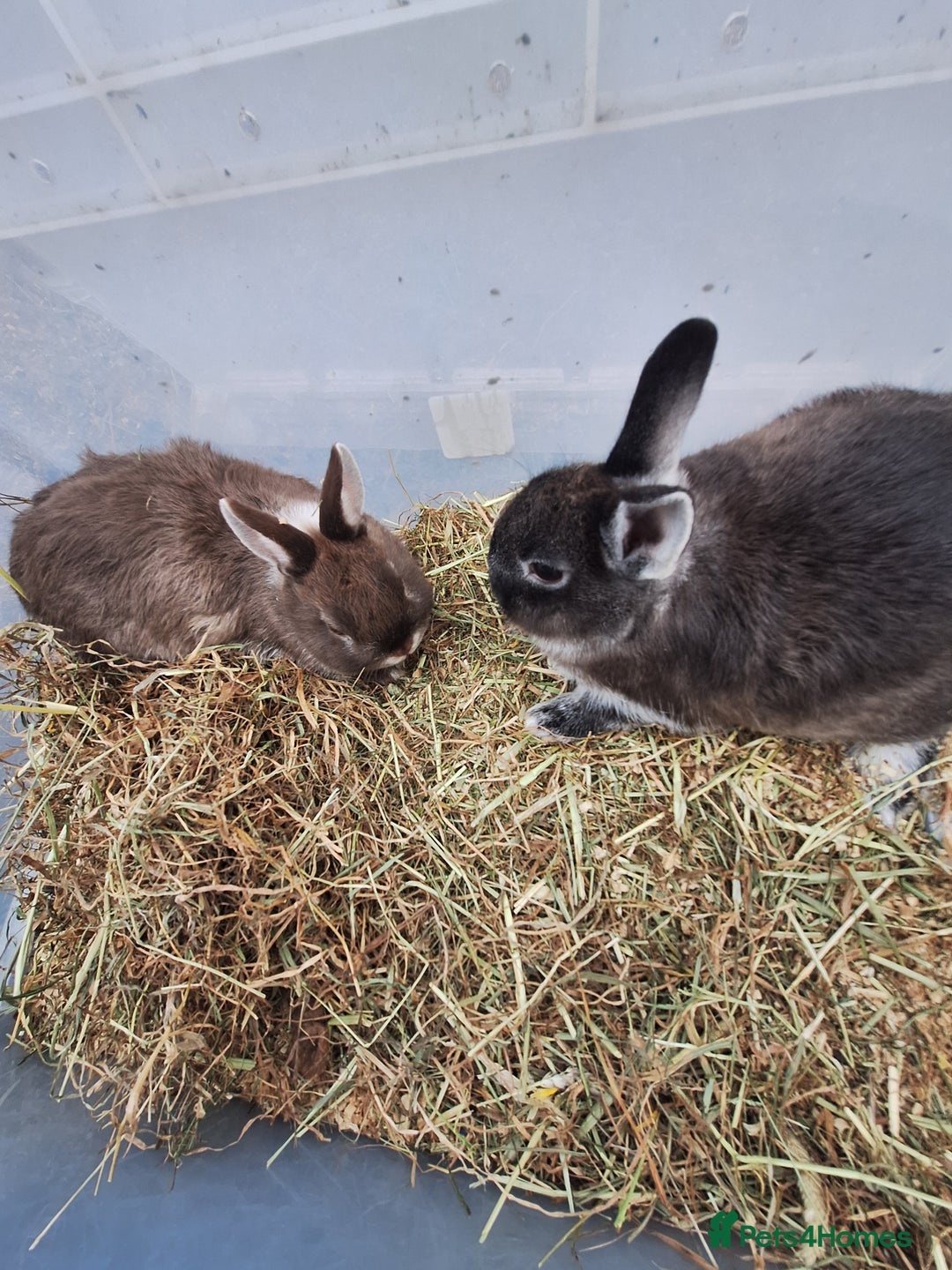Netherland Dwarf rabbits for sale: Baby Netherland dwarf rabbits for sale £50 each  - Advert 3