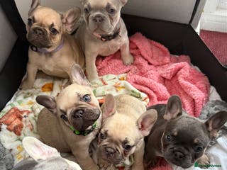 French Bulldog dogs Elegant Litter of Six KC Registered French Bulldog - Advert 9