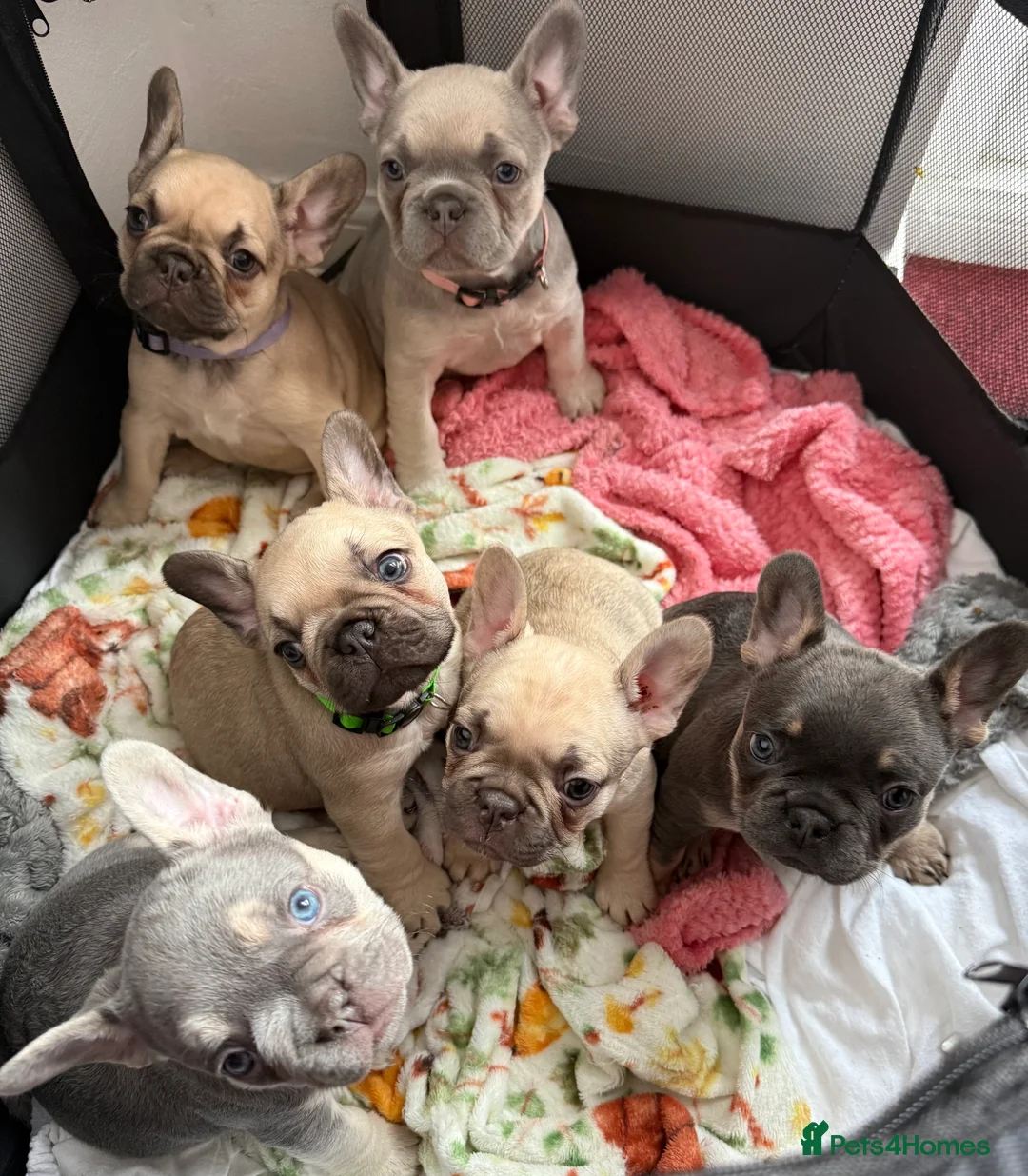 French Bulldog dogs for sale: Elegant Litter of Six KC Registered French Bulldog - Advert 1