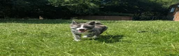 Japanese Akita Inu dogs for sale: Beautiful RKC akita puppies full pedigree  - Advert 23
