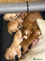 Cocker Spaniel dogs - Advert 11