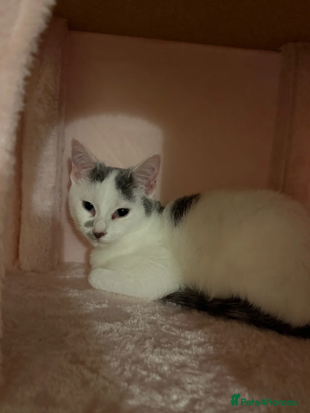 Mixed Breed cats for sale: Female kitten looking for her forever home  in Saffron Walden - Advert 1