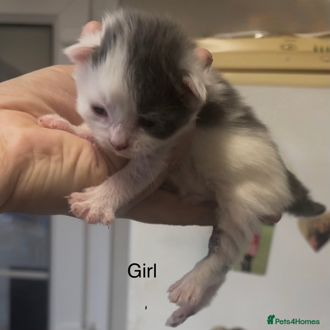 Mixed Breed cats for sale: Beautiful Kittens For Sale  - Advert 5