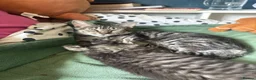 Mixed Breed cats for sale: 3male kittens - Advert 2