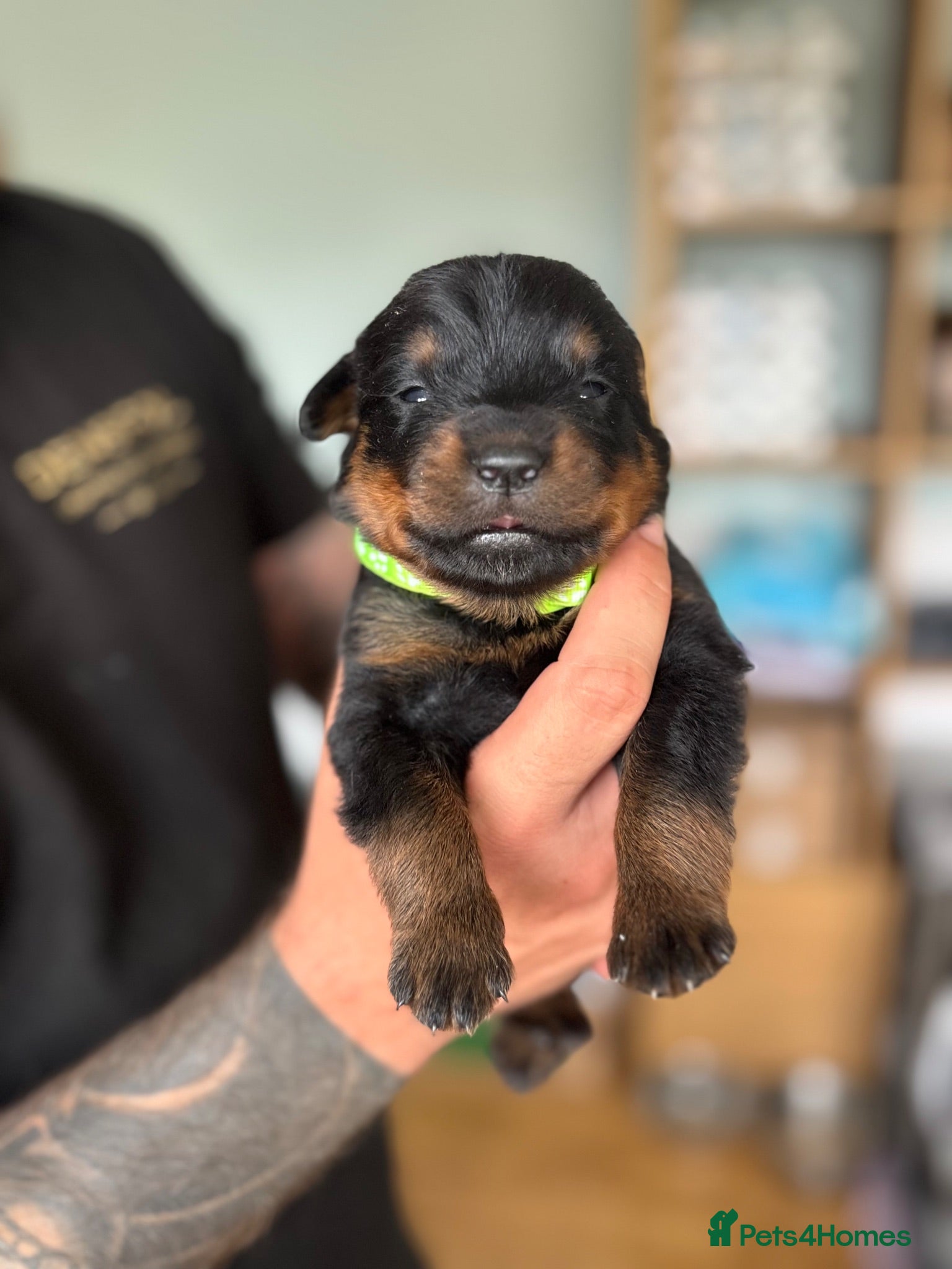 Rottweiler dogs Stunning Rottweiler Puppies  - Advert 2