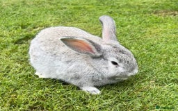 Mini Lop rabbits for sale: Mini Lops Ready now!!!!  in Coalville - Image 10