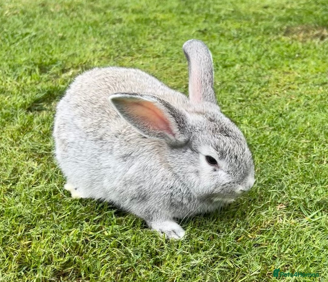 Mini Lop rabbits for sale: Mini Lops Ready now!!!!  in Coalville - Image 10