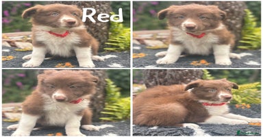 Border Collie dogs - Advert 10