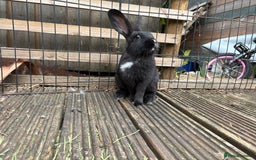 Mini Lop rabbits for sale: 2 beautiful mix breed sisters  - Image 2