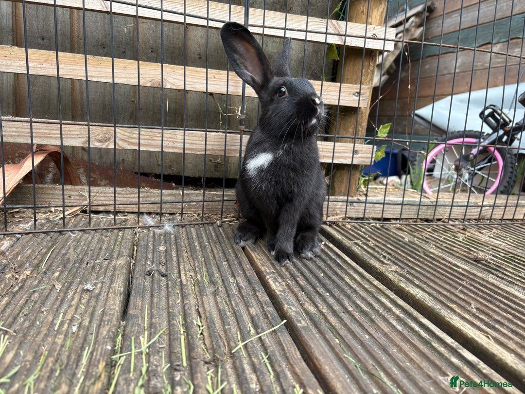 Mini Lop rabbits for sale: 2 beautiful mix breed sisters  - Image 2