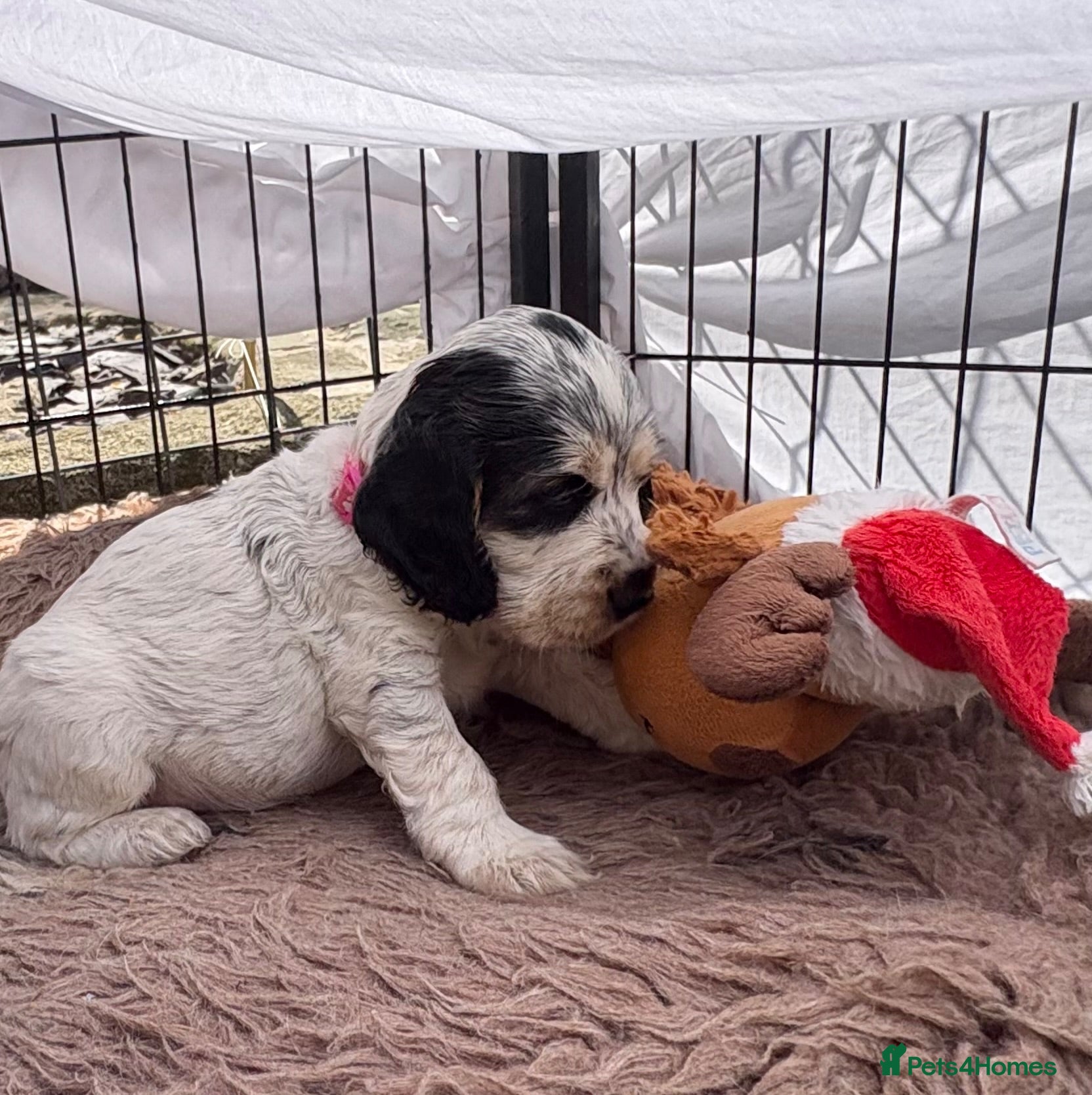 Cocker Spaniel dogs Quality KC babies - extensive health tests clear - Advert 2