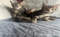 Mixed Breed cats for sale: Lovely girl kittens  - Image 8