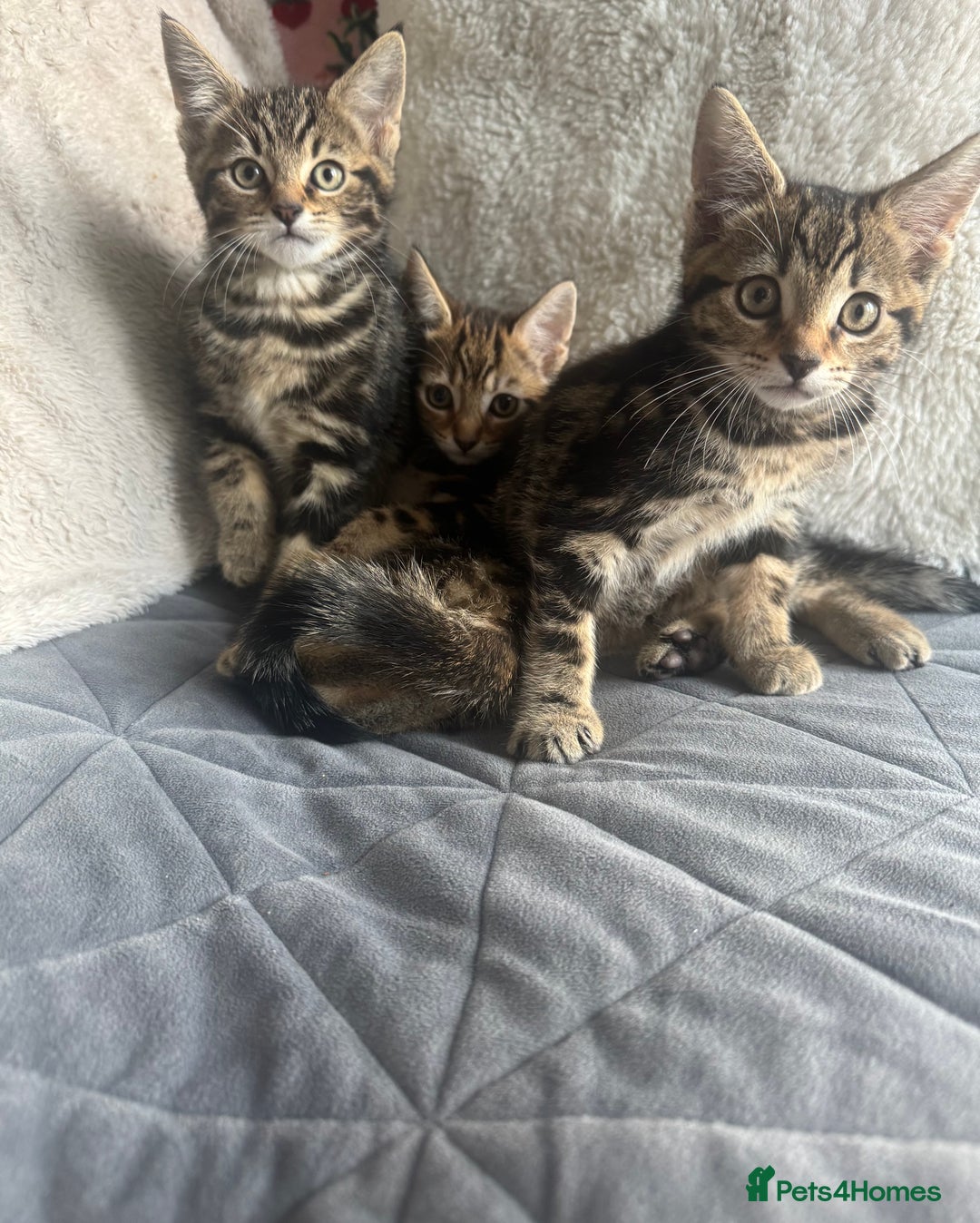 Mixed Breed cats for sale: Lovely girl kittens  - Image 8