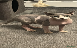 Sphynx cats for sale: Sphynx cat - Image 2