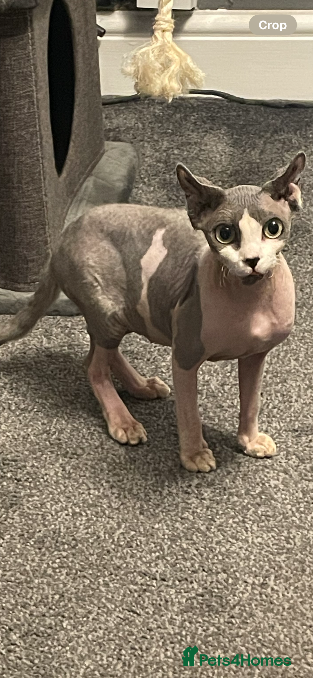Sphynx cats for sale: Sphynx cat - Image 2
