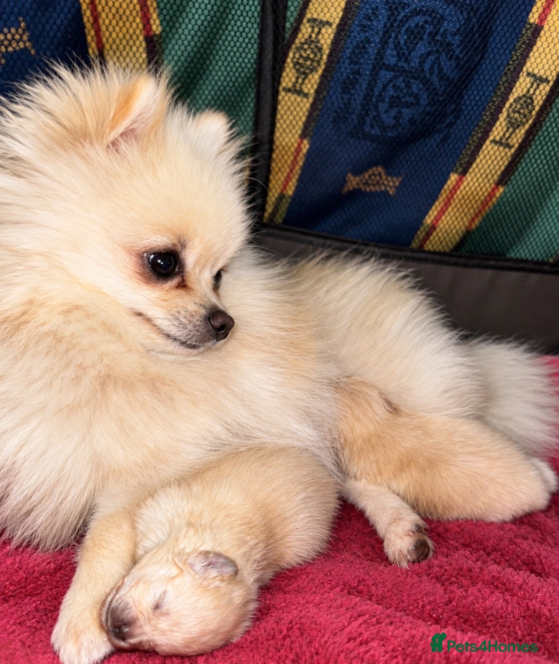 Pomeranian dogs XS Teddy Bear Pomeranian Boys 🐻🐾 - Advert 1