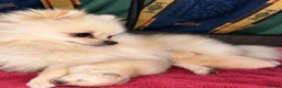 Pomeranian dogs for sale:  **  Teddy Bear Pomeranian Boys 🐻🐾 in Swindon - Advert 1