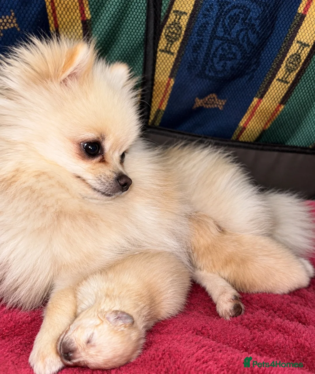 Pomeranian dogs for sale:  **  Teddy Bear Pomeranian Boys 🐻🐾 in Swindon - Advert 1