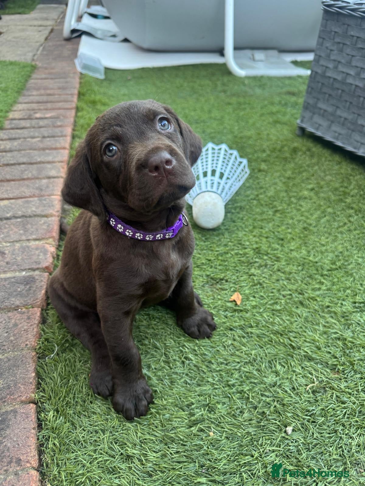 Labrador Retriever dogs Reduced Price Chocolate Labrador female puppies - Advert 4