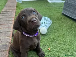 Labrador Retriever dogs Reduced Price Chocolate Labrador female puppies - Advert 4