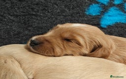 Mini Goldendoodle dogs for sale: Adorable Red & Apricot Goldendoodle Puppys - Image 9