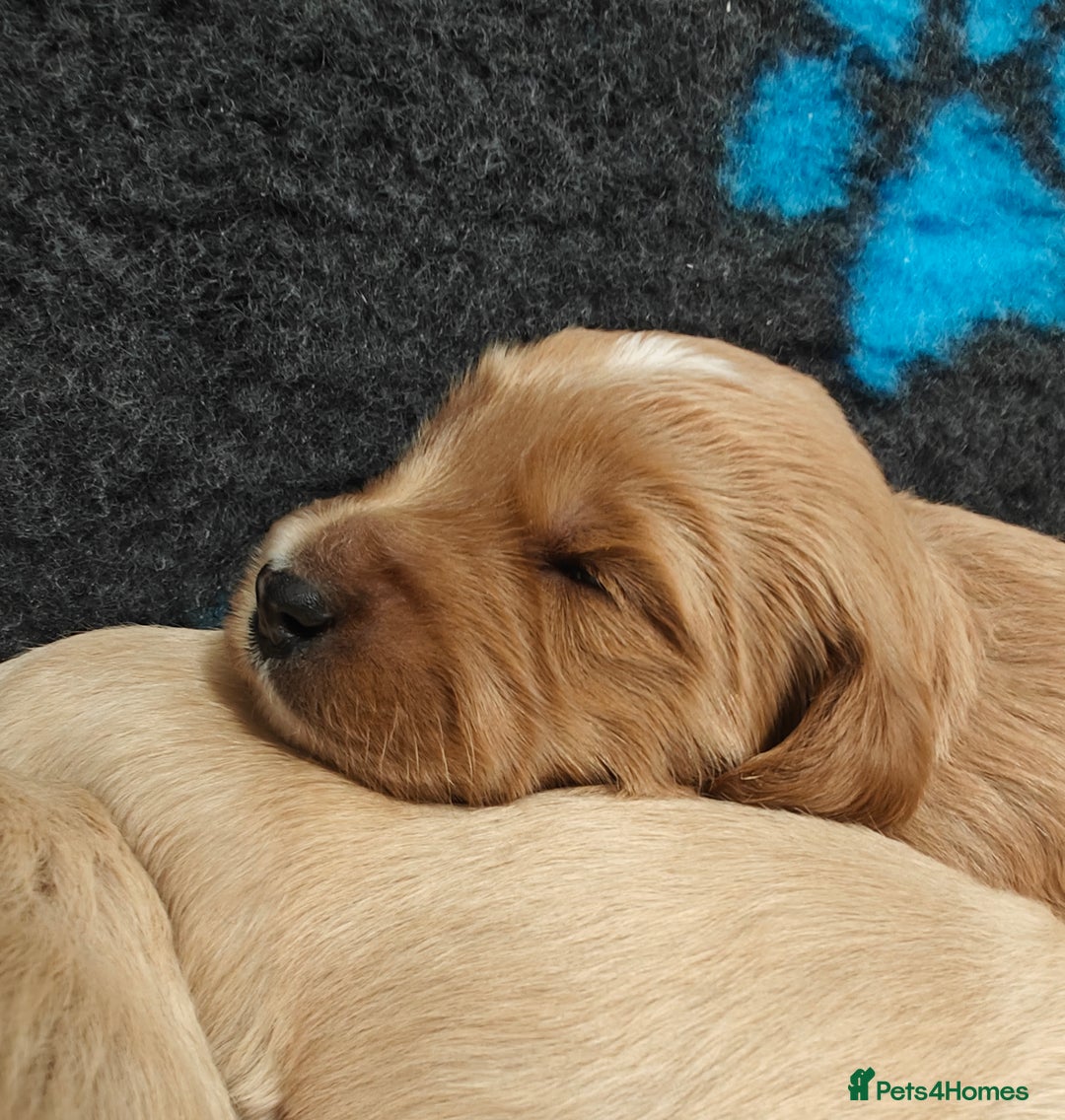 Mini Goldendoodle dogs for sale: Adorable Red & Apricot Goldendoodle Puppys - Image 9