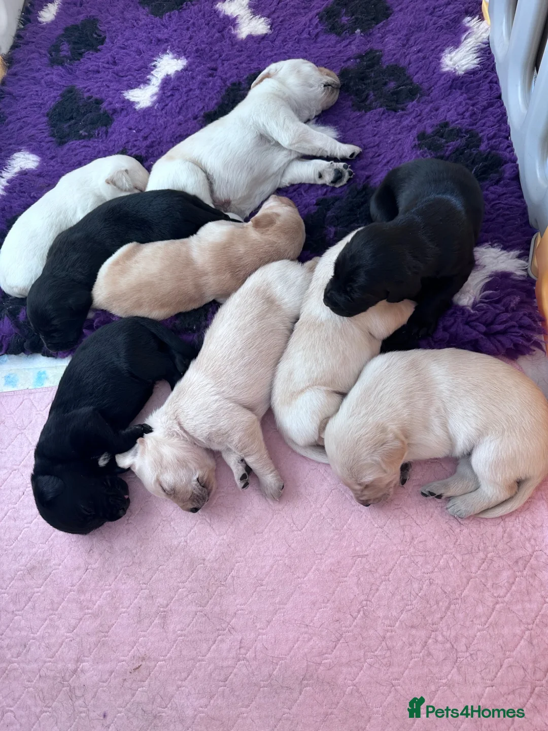 Labrador Retriever dogs for sale: Labrador puppies - Advert 2