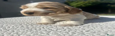 Cocker Spaniel 3