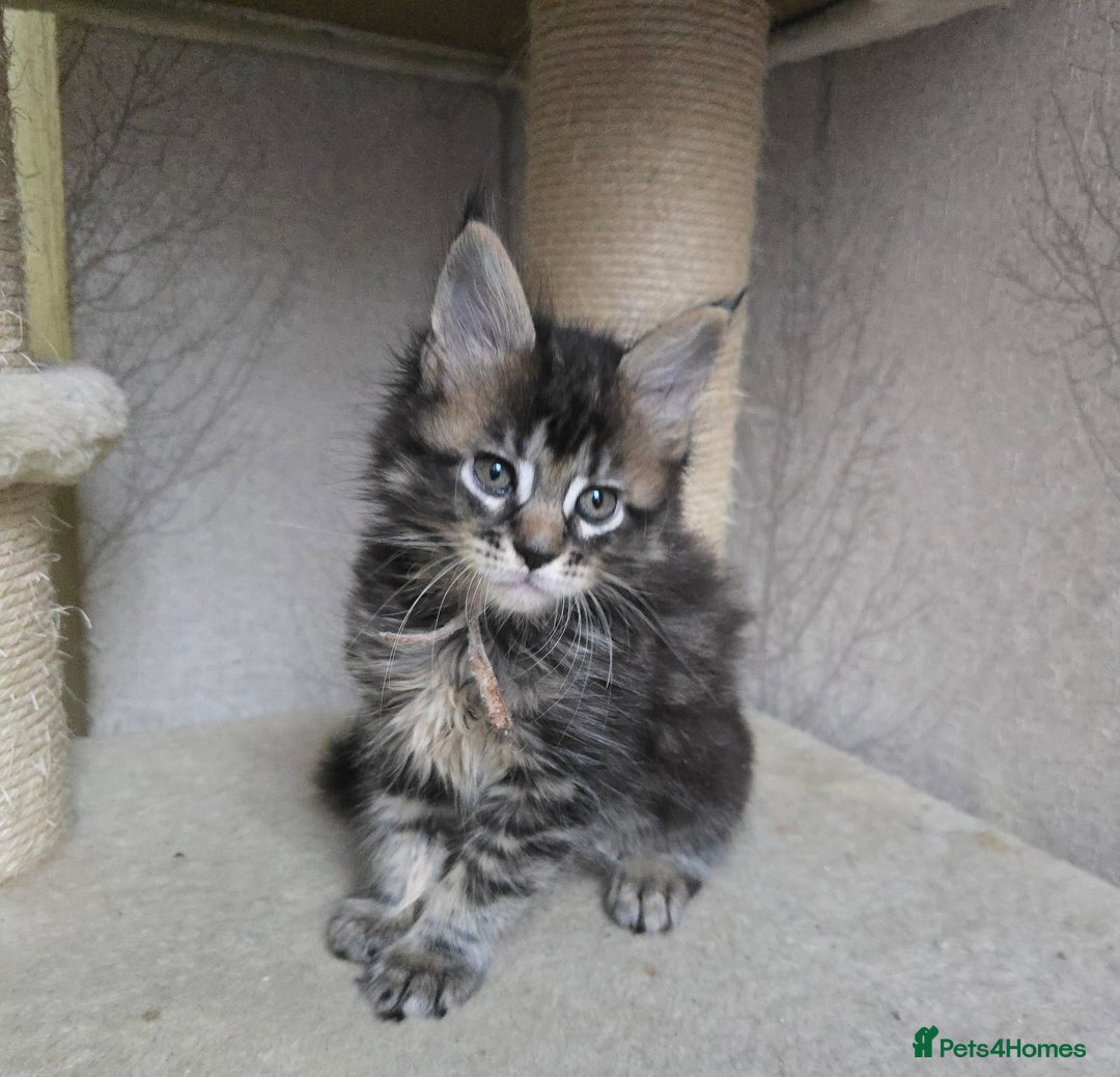 Maine Coon cats for sale: Beautiful Tica registered girls - Advert 8