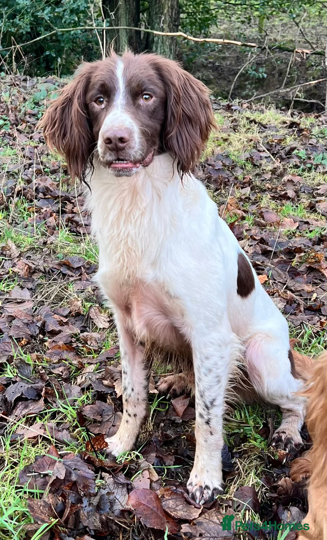 English Springer Spaniel dogs for stud: Expetionally well bred springer  - Advert 8