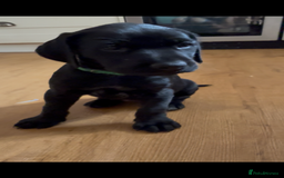 Mixed Breed dogs for sale: Pointerdors ONLY 1 girl left ready now  - Image 5