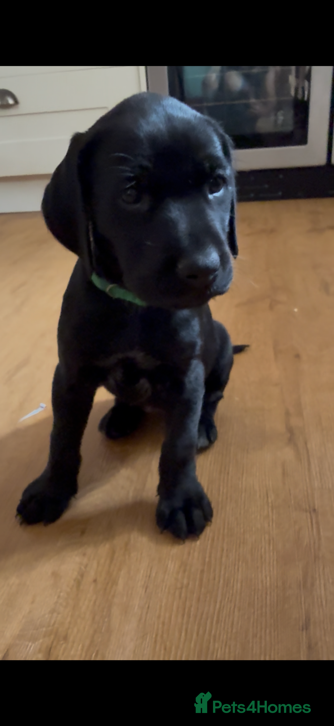 Mixed Breed dogs for sale: Pointerdors ONLY 1 girl left ready now  - Image 5