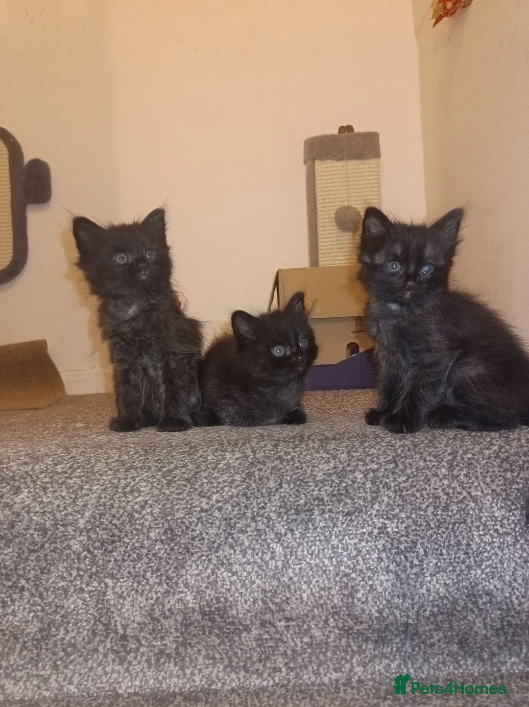Mixed Breed cats for sale: Beautiful Fluffy Black Kittens - Advert 33