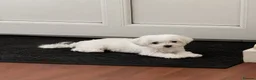 Maltese dogs for sale: KC Reg. Korean Maltese Pups Champion Bloodlines  in Macclesfield - Advert 7