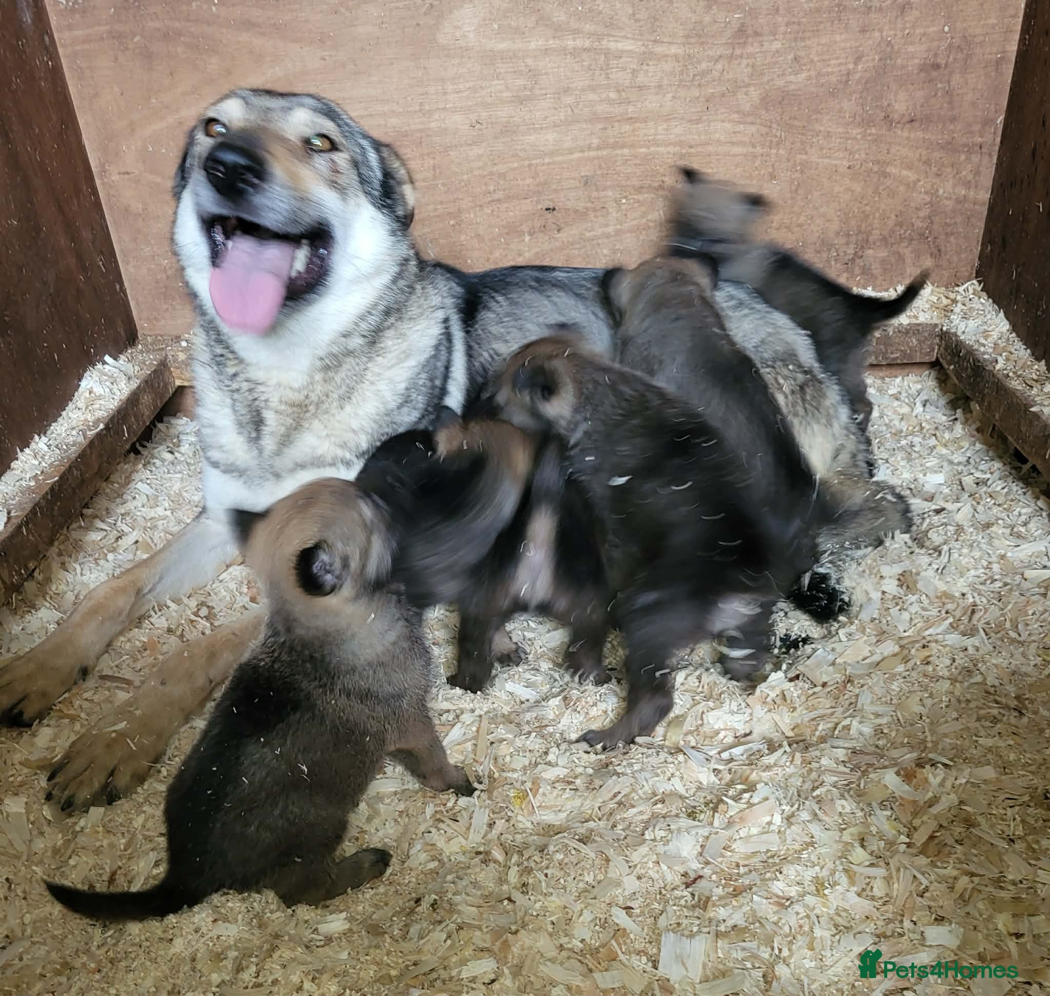 Saarloos Wolfdog dogs Czechoslovakian vlciak wolfdog puppies - Advert 1