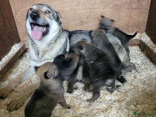 Saarloos Wolfdog dogs Czechoslovakian vlciak wolfdog puppies - Advert 1